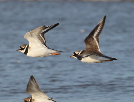 Great Ringed Plover