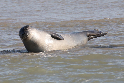 Harbour Seal