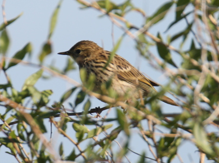 Meadow Pipit (?)